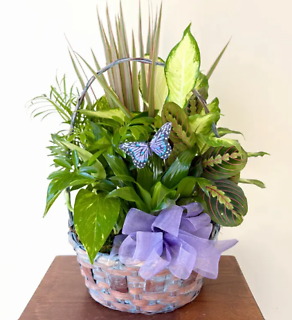 Butterfly Dish Garden