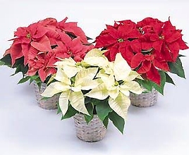 Legendary Poinsettia