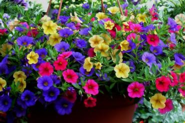 Million Bell Hanging basket