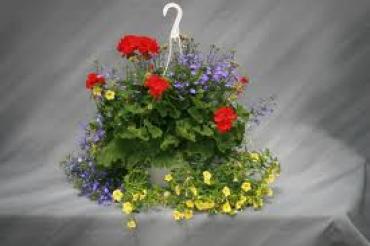 Geranium Combo Hanging Basket