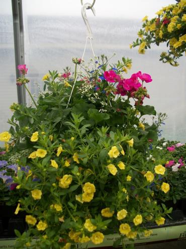 Lush Geranium Hanging basket Combo