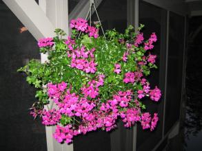 Hanging Ivey Geranium Baskets