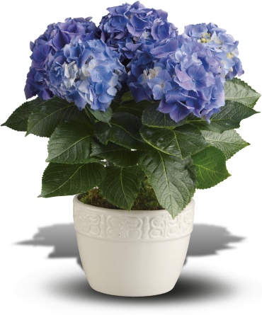 Happy Hydrangea