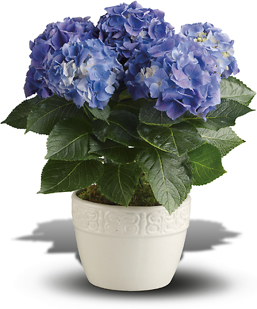 Happy Hydrangea