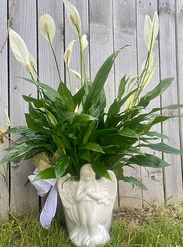 Angelic Peace Lily