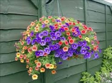 Million Bells Hanging Basket