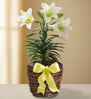 Easter Sentimentsâ?¢ Lily Plant