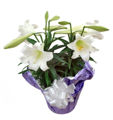 Easter lilly